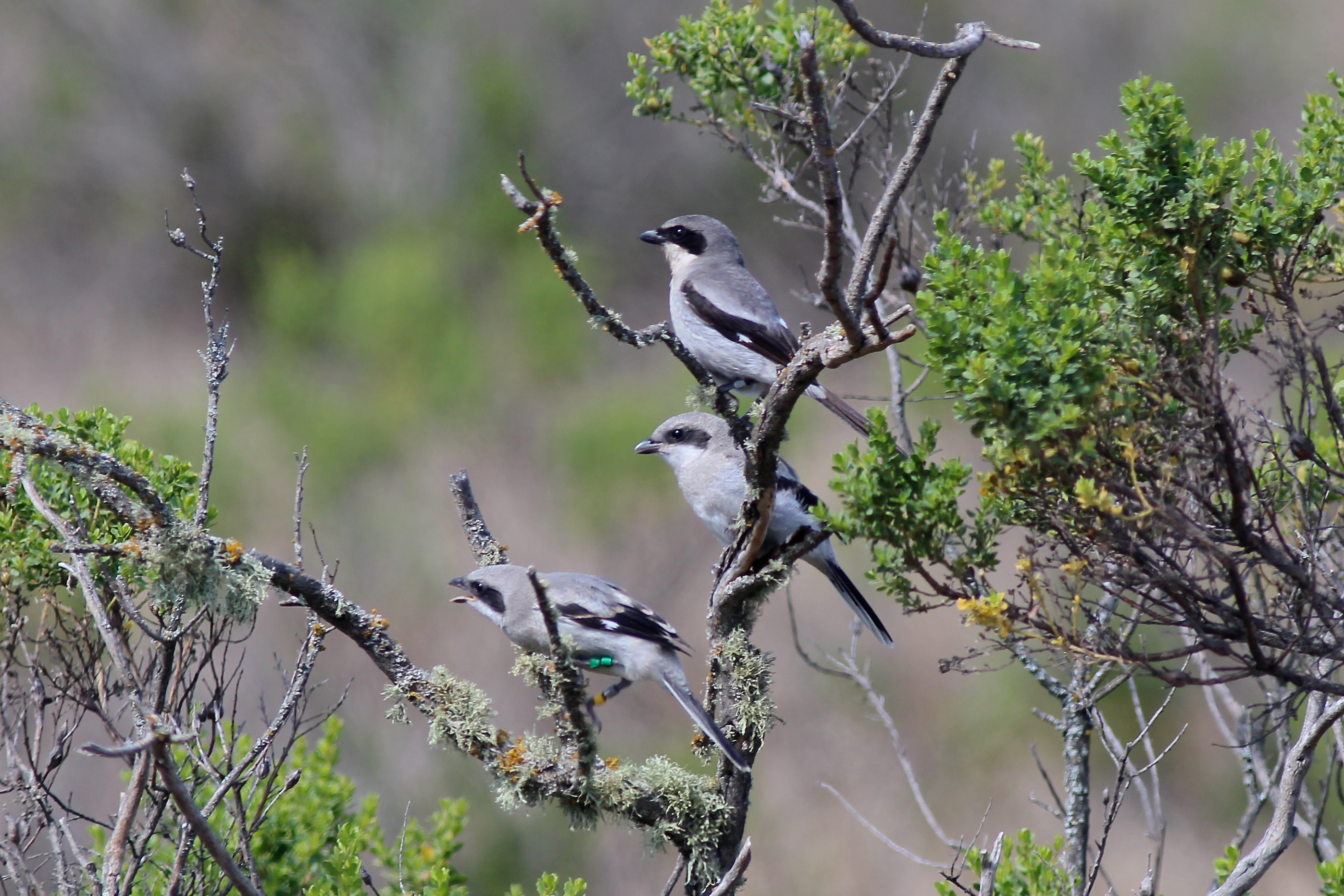 This is an image of adult and juvenile San Clemente loggerhead shrikes on San Clemente Island.